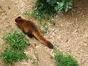 Red Panda